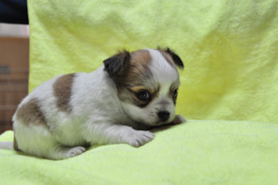 チワワ　ブリーダー　子犬販売の専門店　AngelWan　ANA　空輸　小ぶり　元気