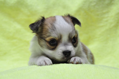 チワワ　ブリーダー　子犬販売の専門店　AngelWan　横浜　JKC血統書　ペット保険付き