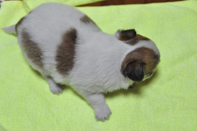 チワワ　ブリーダー　子犬販売の専門店　AngelWan　横浜　ペット