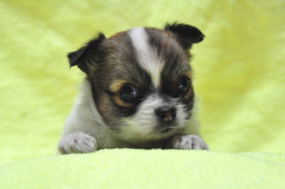 SHIHUAHUA PUPPY PHOTO チワワ ブリーダー 子犬販売の専門店 AngelWan 横浜 JKC血統書