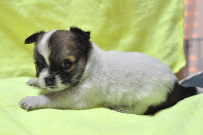 チワワ JKC 子犬 チワワ ブリーダー 子犬販売の専門店 AngelWan 湘南 小田原 平塚 静岡 山梨