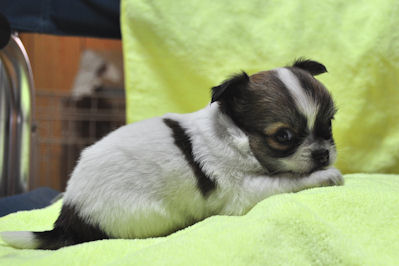 チワワ 子犬 プリティ チワワ ブリーダー 子犬販売の専門店 AngelWan 兵庫県 大阪 三重 和歌山 広島
