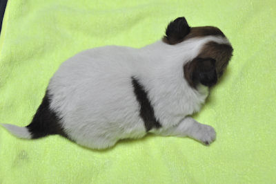 チワワ 子犬画像 CUTE チワワ ブリーダー 子犬販売の専門店 AngelWan JKC 愛犬 ペット 家族 ファミリー