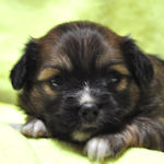 ミックス　ブリーダー　子犬販売の専門店　ＡｎｇｅｌＷａｎ　横浜