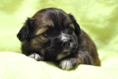 ミックス　ブリーダー　子犬販売の専門店　ＡｎｇｅｌＷａｎ　神奈川　静岡　山梨　長野　東京