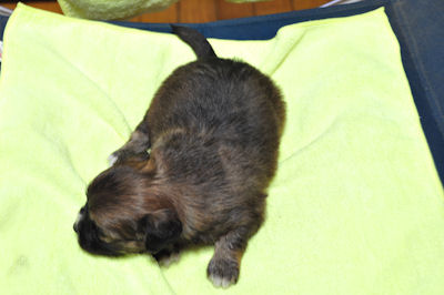 ミックス　ブリーダー　子犬販売の専門店　ＡｎｇｅｌＷａｎ　ＡＮＡ　全国対応可能　空輸　陸送