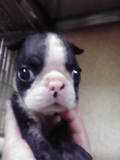 ブリーダー　ボストンテリア　子犬販売の専門店　AngelWan　横浜市　瀬谷区　戸塚区