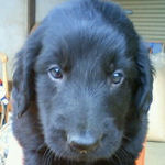 フラットコーテッドレトリバー　ブリーダー　子犬販売の専門店　AngelWan　横浜