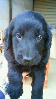 フラットコーテッドレトリバー　ブリーダー　子犬販売の専門店　AngelWan　神奈川