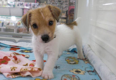 ジャックラッセルテリア　ブリーダー　子犬販売の専門店　AngelWan　横浜市戸塚区　泉区