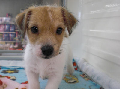 ジャックラッセルテリア　ブリーダー　子犬販売の専門店　AngelWan　湘南　川崎　町田