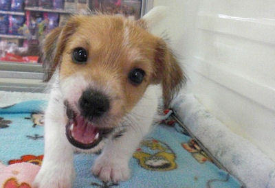 ジャックラッセルテリア　ブリーダー　子犬販売の専門店　AngelWan　相模原　青森　秋田