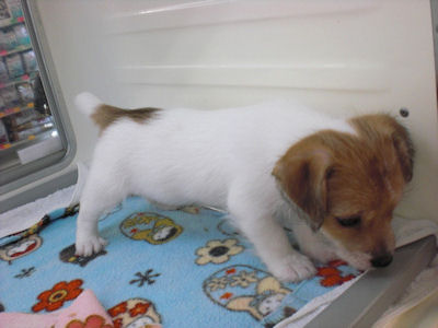 ジャックラッセルテリア　ブリーダー　子犬販売の専門店　AngelWan　長野　静岡　山梨