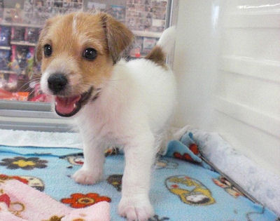 ジャックラッセルテリア　ブリーダー　子犬販売の専門店　AngelWan　横浜市　都筑区　港北区