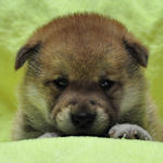 柴犬　ブリーダー　子犬販売の専門店　AngelWan　横浜