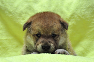 柴犬　ブリーダー　子犬販売の専門店　AngelWan　湘南　川崎　町田　相模原　横須賀
