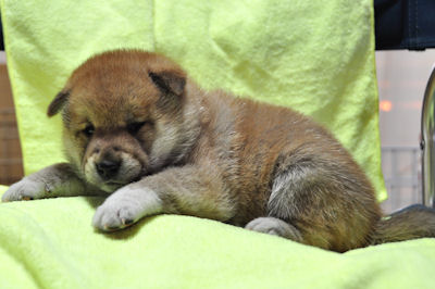 柴犬　ブリーダー　子犬販売の専門店　AngelWan　横浜　小型犬　豆柴　