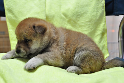 柴犬　ブリーダー　子犬販売の専門店　AngelWan　横浜　ペットショップ　神奈川