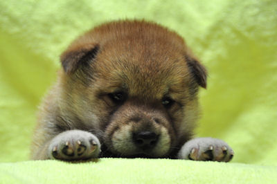 柴犬　ブリーダー　子犬販売の専門店　AngelWan　横浜市　栄区　港南区　鶴見区　磯子区