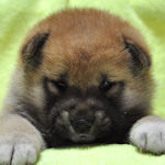 柴犬　ブリーダー　子犬販売の専門店　AngelWan 横浜