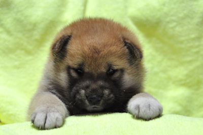 柴犬　ブリーダー　子犬販売の専門店　AngelWan 横浜　ペットショップ　豆柴