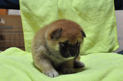 柴犬　ブリーダー　子犬販売の専門店　AngelWan 横浜　秋田　青森　山形　新潟　長野　山梨