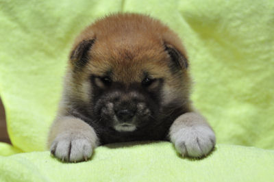 柴犬　ブリーダー　子犬販売の専門店　AngelWan 横浜　兵庫　静岡　神奈川　東京　千葉