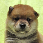 柴犬の子犬 赤 女の子 柴犬 ブリーダー 子犬販売の専門店 AngelWan 横浜