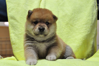 柴犬 日本代表 勇敢 柴犬 ブリーダー 子犬販売の専門店 AngelWan 横浜 子犬画像 訓練