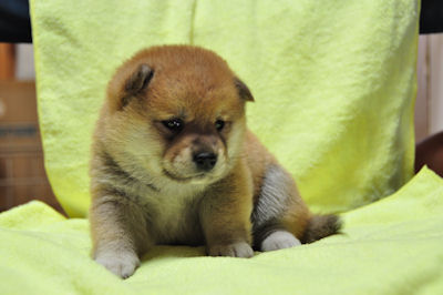 柴犬 忠犬ハチ公 子犬 柴犬 ブリーダー 子犬販売の専門店 AngelWan 藤沢 小田原 茅ヶ崎 辻堂 平塚 鎌倉