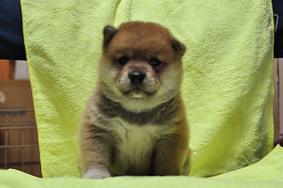 柴犬 JAPAN DOG 柴犬 ブリーダー 子犬販売の専門店 AngelWan 横浜 健康 運動 散歩 ペット