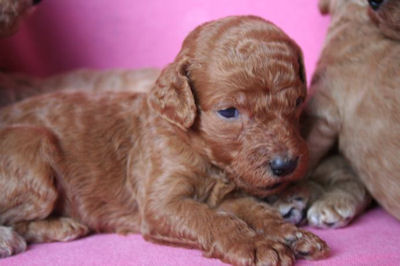 スタンダードプードル　ブリーダー　子犬販売の専門店　AngelWan　横浜市　戸塚区　泉区