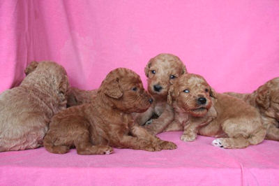 スタンダードプードル　ブリーダー　子犬販売の専門店　AngelWan　横浜市　中区　青葉区