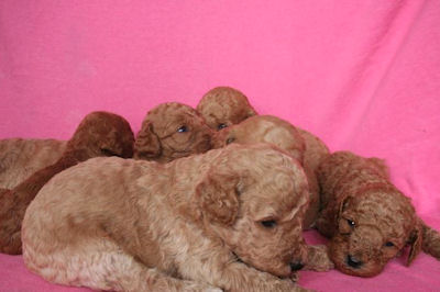 スタンダードプードル　ブリーダー　子犬販売の専門店　AngelWan　横浜市　旭区　港南区