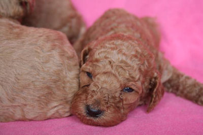 スタンダードプードル　ブリーダー　子犬販売の専門店　AngelWan　湘南　川崎　町田