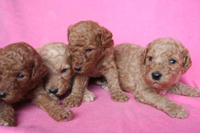 スタンダードプードル　ブリーダー　子犬販売の専門店　AngelWan　青森　秋田　長野　兵庫