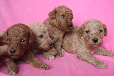 スタンダードプードル　ブリーダー　子犬販売の専門店　AngelWan　東京　静岡　山梨