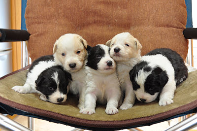 ボーダーコリーの兄妹 10月26日生まれ ボーダーコリー ブリーダー 子犬販売の専門店 AngelWan 神奈川 ペットショップ