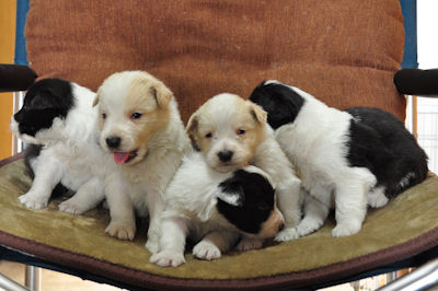 ボーダーコリー 中型犬 仔犬 ボーダーコリー ブリーダー 子犬販売の専門店 AngelWan ペットショップ 全国対応