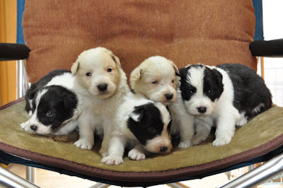 ボーダーコリー　ブリーダー　子犬販売の専門店　AngelWan　YOKOHAMA　ペット通販