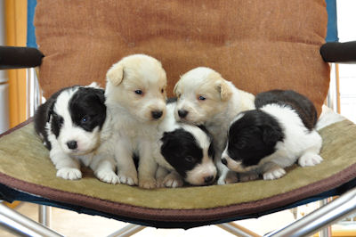 ボーダーコリー　ブリーダー　子犬販売の専門店　AngelWan　横浜　ペット通販