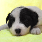 ボーダーコリーの子犬 ブラック&ホワイト メス ボーダーコリー ブリーダー 子犬販売の専門店 AngelWan 横浜