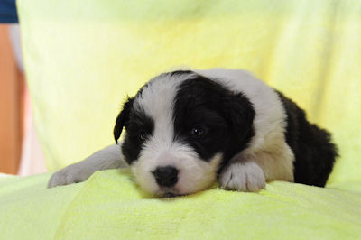ボーダーコリー 仔犬 販売 ボーダーコリー ブリーダー 子犬販売の専門店 AngelWan 横浜市 戸塚区 泉区