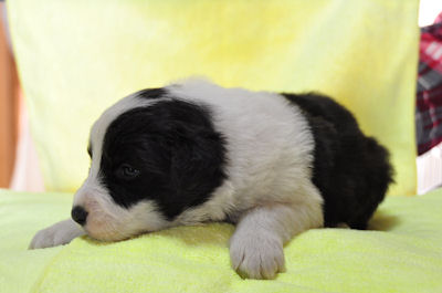 ボーダーコリー こいぬ 画像 ボーダーコリー ブリーダー 子犬販売の専門店 AngelWan 横浜市 旭区 港北区