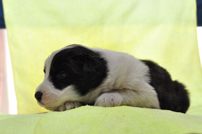 ボーダー・コリー 中型犬 仔犬直販 ボーダーコリー ブリーダー 子犬販売の専門店 AngelWan 横浜市 都筑区 緑区