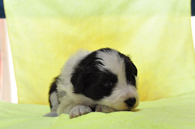 ボーダーコリー JKC 子犬販売 ボーダーコリー ブリーダー 子犬販売の専門店 AngelWan 横浜市 青葉区 中区