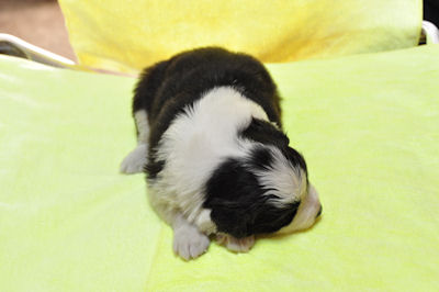 ボーダーコリー ブレーズあり フルカラー ボーダーコリー ブリーダー 子犬販売の専門店 AngelWan 横浜市 港南区 瀬谷区