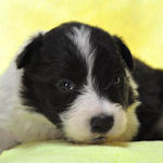 ボーダーコリーの子犬 ブラック&ホワイト メス ボーダーコリー ブリーダー 子犬販売の専門店 AngelWan 横浜