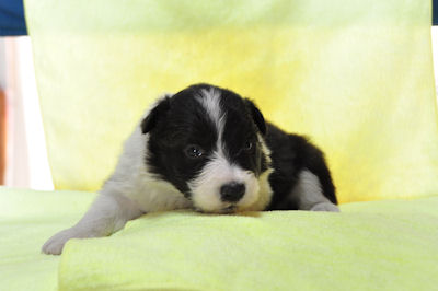 ボーダー・コリー 子犬 ペットショップ ボーダーコリー ブリーダー 子犬販売の専門店 AngelWan 横浜 湘南 川崎 町田