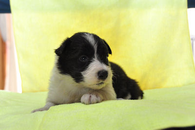 ボーダーコリー 中型犬 ペット ボーダーコリー ブリーダー 子犬販売の専門店 AngelWan 相模原 東京 千葉 埼玉